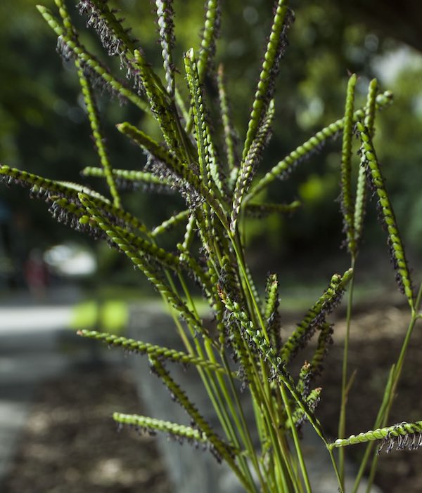 Bahia Grass